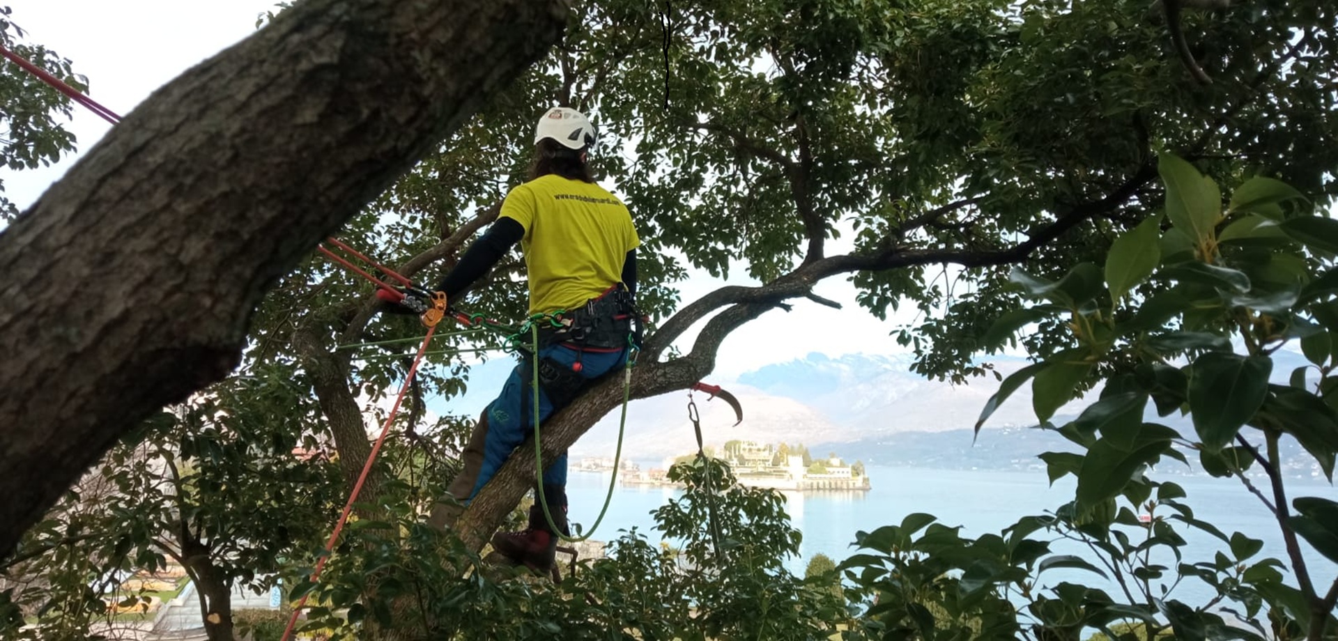 ARBORISM